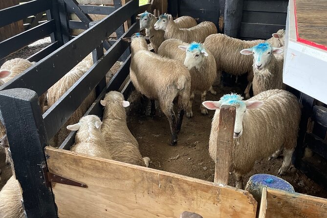 Sheep World Country Tour from Auckland - Who will enjoy it most