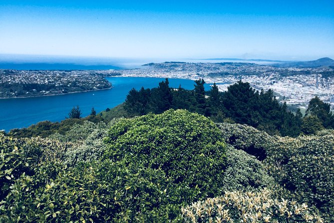 Shore Excursion: Dunedin City, Otago Peninsula, Castle Gardens & Olveston Tour - Larnach Castle gardens offer the longest outdoor stop