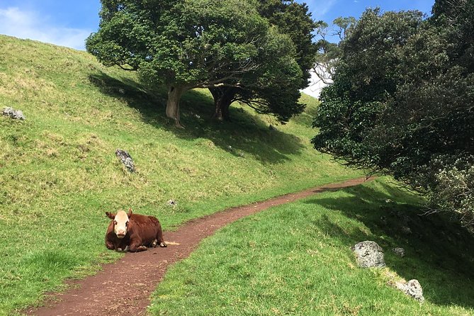 Shore Excursion: Half-Day Auckland Volcanoes Tour - Mt. Eden Saves the Big City View for Last