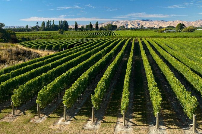 Shore Excursion Marlborough Wine Region Tour from Picton - Key points to know before booking