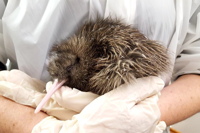 Skip the Line: Franz Josef Wildlife Center Ticket with Optional Backstage Pass - Why a Kiwi Centre Belongs on Your Franz Josef Plan