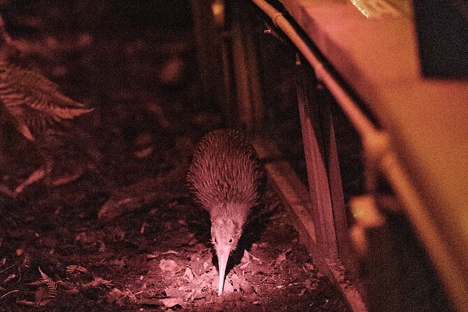 Skip the Line: Franz Josef Wildlife Center Ticket with Optional Backstage Pass - The Nocturnal House and Its Elusive Kiwi