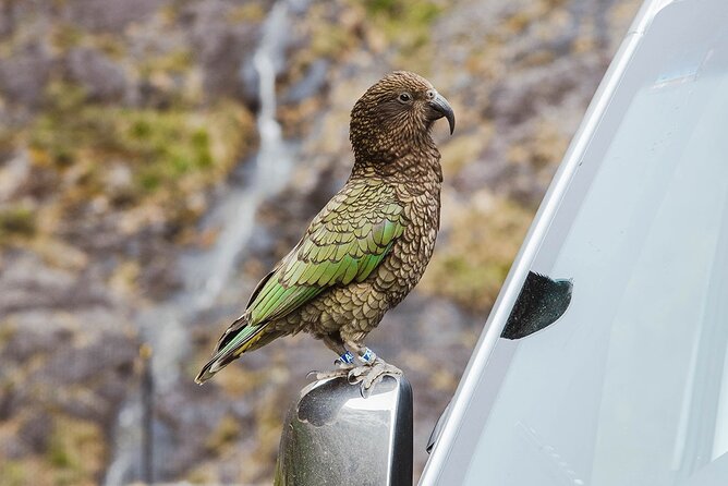 Small Group, Award Winning Milford Sound Day Experience & Cruise - The return drive and the real value of the price