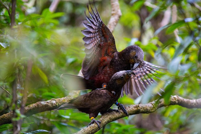 Small Group Daytime 2-Hour Eco Wildlife Tour at Zealandia - Why Zealandia feels different from a standard city nature walk