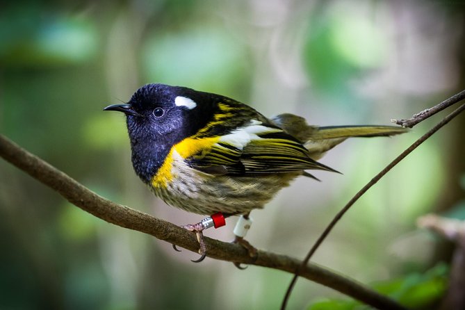 Small Group Daytime 2-Hour Eco Wildlife Tour at Zealandia - Rare reptiles and the chance of a takahē sighting