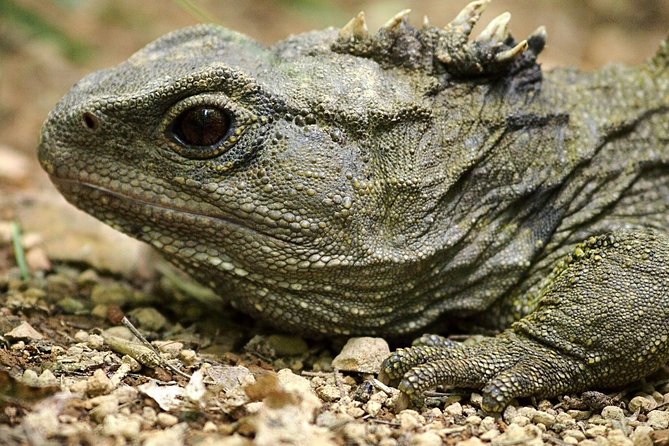 Small Group Daytime 2-Hour Eco Wildlife Tour at Zealandia - What the $43.44 price gives you