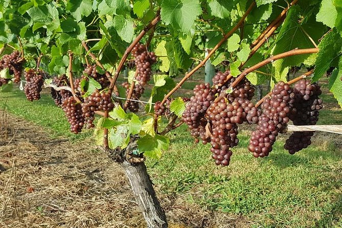 Small-Group Kumeu Wine Country Tour with Wine Tastings & Lunch - The afternoon at a glance