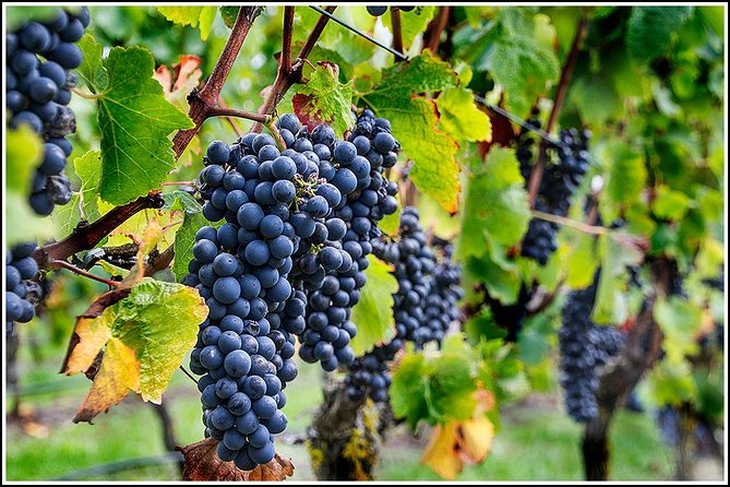 Small group - Napier Premium Wineries+ Beer tour -5.0 - 5.5 hours - Starting with Napier pickup at 11:30