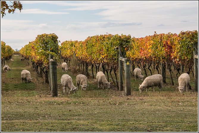 Small group - Napier Premium Winery , Beer & Cider + 5.5h to 6h. - Why this tour works well in Hawke’s Bay