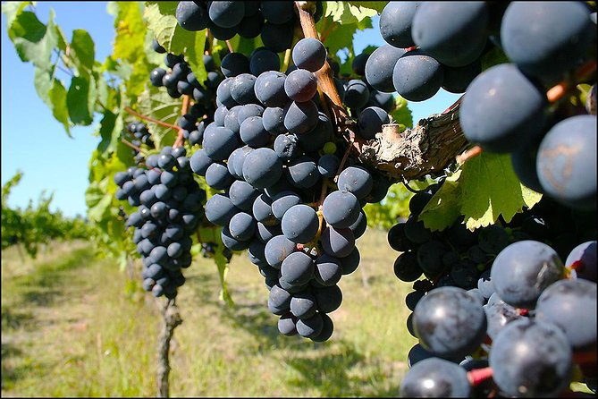 Small group - Napier Premium Winery , Beer & Cider + 5.5h to 6h. - How much value do you get for $121.01?