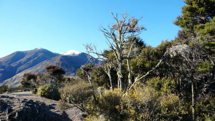 Stevensons Island 2-Hour Cruise and Nature Walk - Why this Lake Wanaka cruise is worth two hours