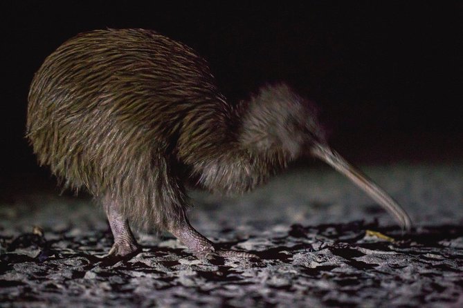 Stewart Island Wild Kiwi Experiences - Why a wild kiwi search is worth the effort