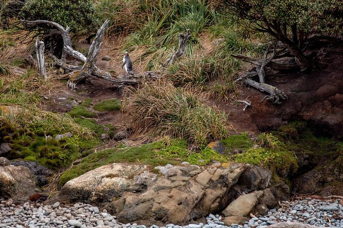 Stewart Island Wild Kiwi Experiences - How much wildlife can you see?