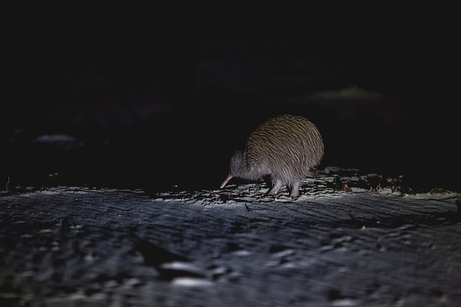 Stewart Island Wild Kiwi Experiences - Guides, group size, and the tone of the evening