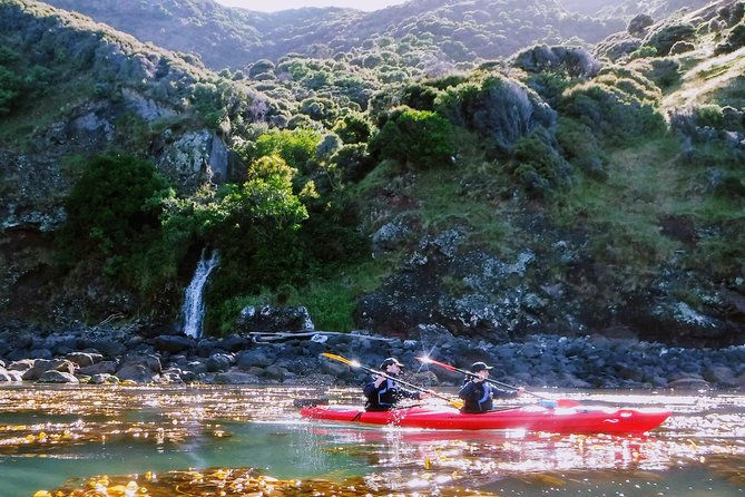 Sunrise wildlife sea kayaking in Akaroa marine reserve - Why sunrise works so well in Akaroa Harbor