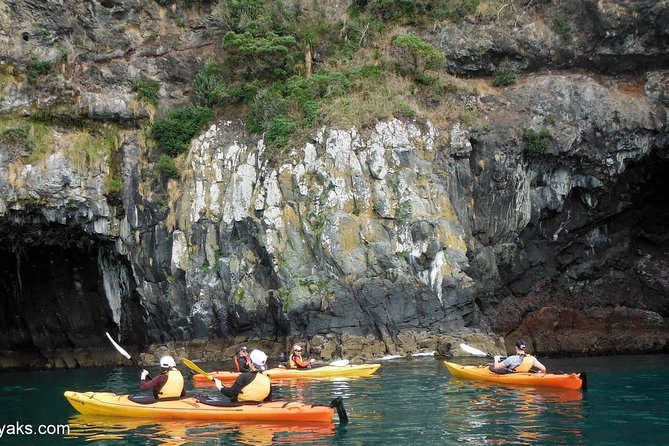 Sunrise wildlife sea kayaking in Akaroa marine reserve - Testing your paddle skills in the shallows