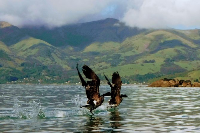 Sunrise wildlife sea kayaking in Akaroa marine reserve - Into the marine reserve by kayak