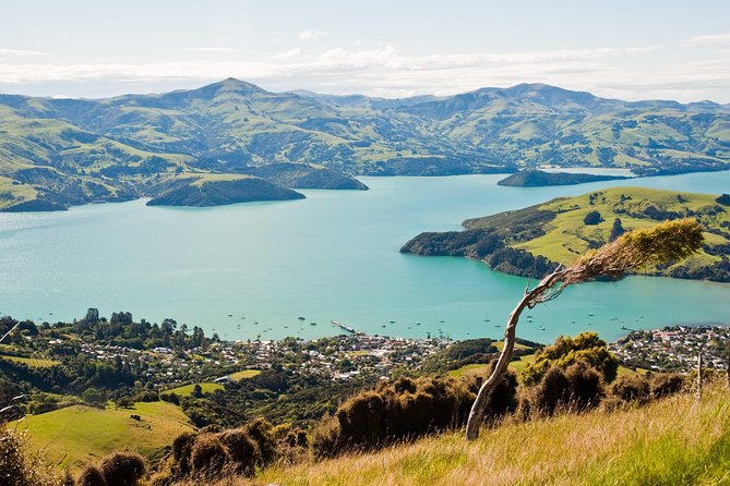 Sunrise wildlife sea kayaking in Akaroa marine reserve - Guides who add local detail