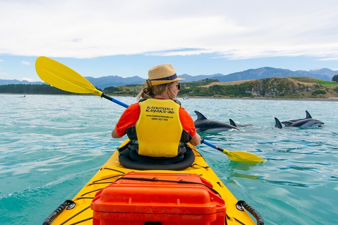 Sunset Evening Kayaking Tour - Kaikoura - The Peninsula Seal Colony and the guaranteed wildlife stop