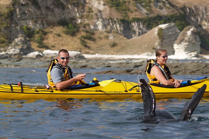 Sunset Evening Kayaking Tour - Kaikoura - How hard is the kayaking?