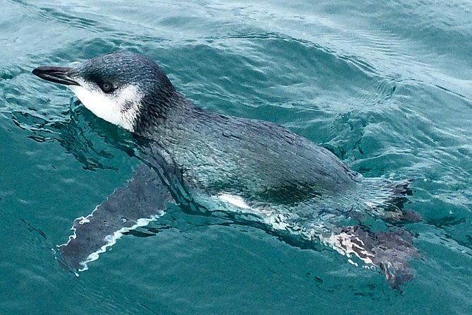 Sunset Evening Kayaking Tour - Kaikoura - Is $99.29 good value?