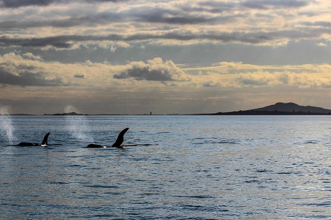 Sunset kayak tour to Rangitoto Island - Why this Rangitoto evening is different