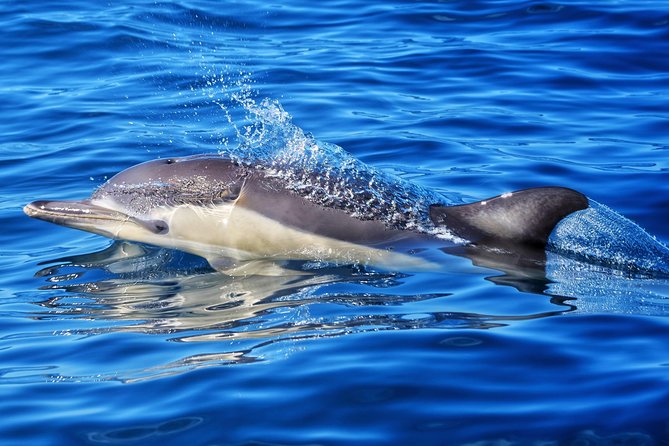 Swim With Wild Dolphins in Tauranga - Getting into the water with the pod