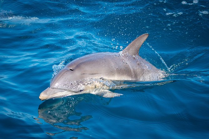 Swim With Wild Dolphins in Tauranga - Why the crew makes a difference