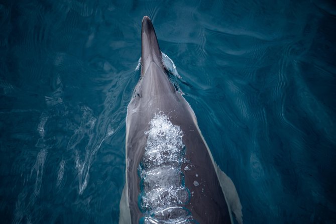 Swim With Wild Dolphins in Tauranga - Price and value at $102.39