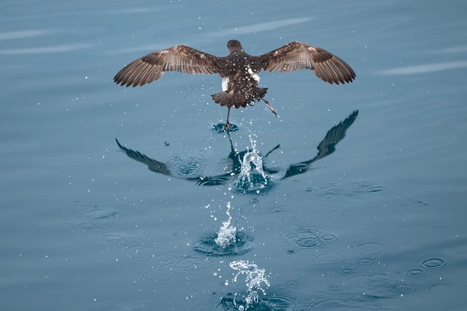 Swim With Wild Dolphins in Tauranga - Weather, cancellations, and the wildlife gamble