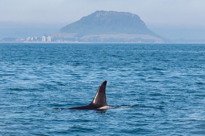Swim With Wild Dolphins in Tauranga - Who will enjoy this six-hour dolphin cruise