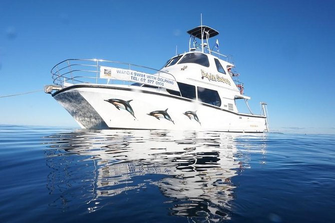 Swim With Wild Dolphins in Tauranga - Searching the Bay of Plenty for common dolphins