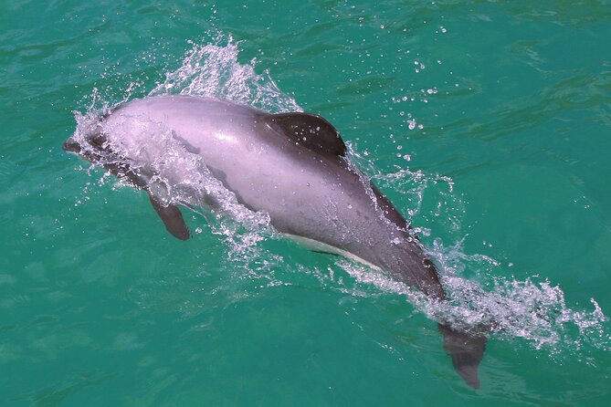 Swimming with Wild Dolphins in Akaroa - A strong conservation choice, with a real tradeoff