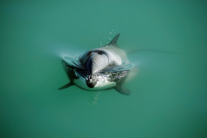 Swimming with Wild Dolphins in Akaroa - What the 3.5-hour itinerary feels like