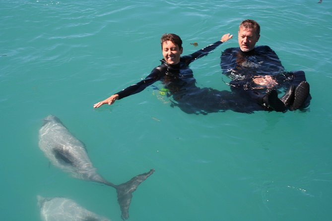 Swimming with Wild Dolphins in Akaroa - Price and what you get for $128.06