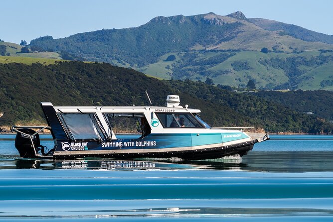 Swimming with Wild Dolphins in Akaroa - Weather, cancellations, and planning the day