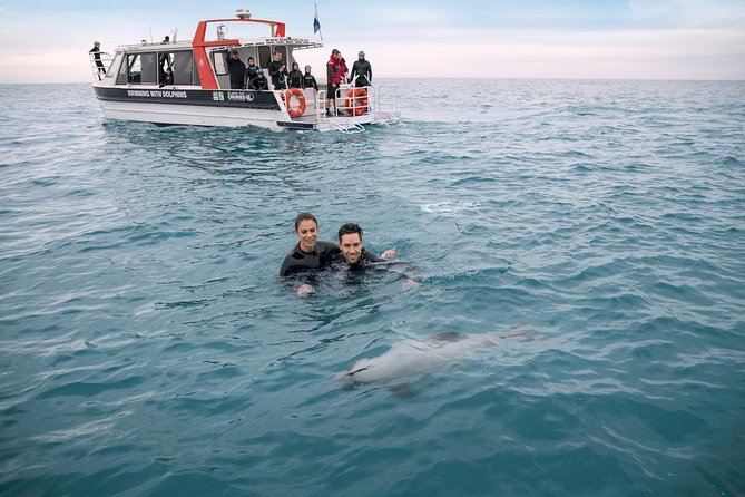 Swimming with Wild Dolphins in Akaroa - Why the 12-swimmer limit makes a difference