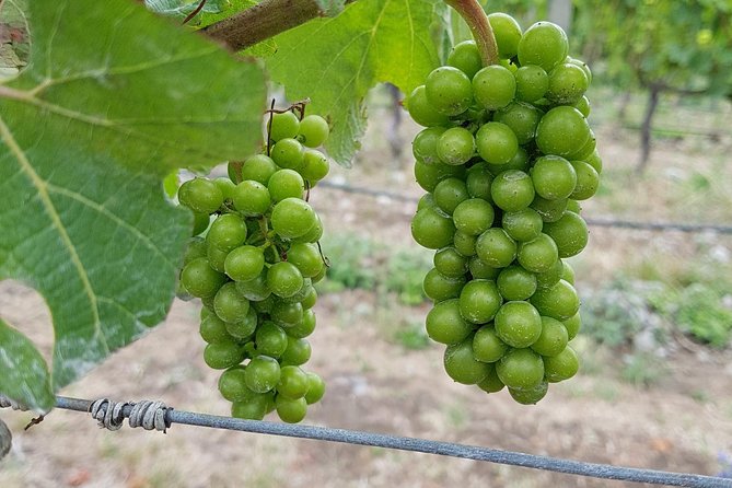 Taste the Valley Wine Tour in Marlborough with Wine Tasting - Who should book this Marlborough tour?