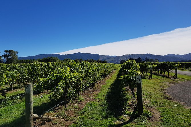 Taste the Valley Wine Tour in Marlborough with Wine Tasting - Marlborough sauvignon blanc and pinot noir