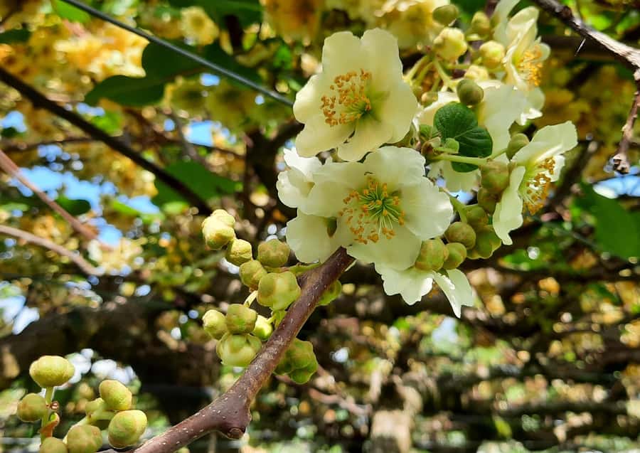 Tauranga: Kiwifruit Destination and Sights Shore Excursion - Comfort, group size, and the value of $74
