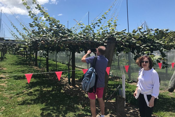 Tauranga Shore Excursion: History & Kiwifruit Tasting – 4 Hours - What this Tauranga tour is really about