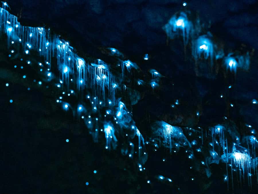 Te Anau: Glowworm Caves Guided Tour - Starting at RealNZ Visitor Centre in Te Anau