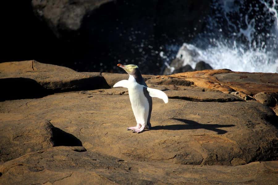 Te Anau to Dunedin via the Catlins & Invercargill 1 Way Tour - What the guide adds to the day