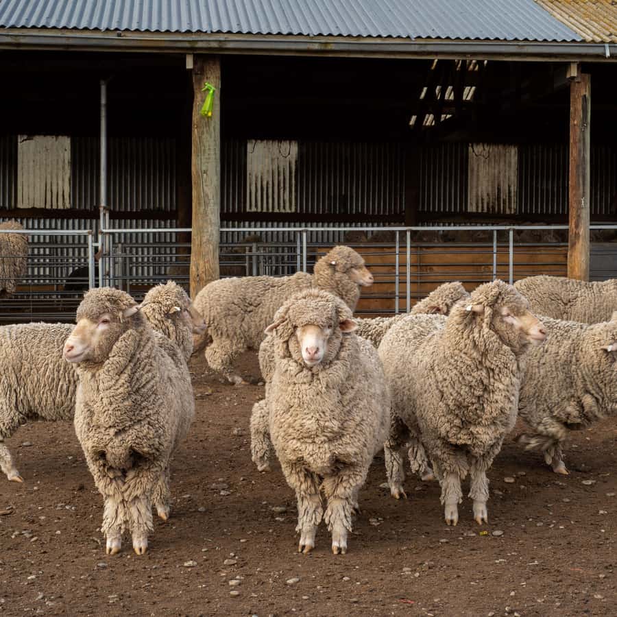 Tekapo: Merino Sheep Shearing and Sheepdog Demonstration - Key points at a glance
