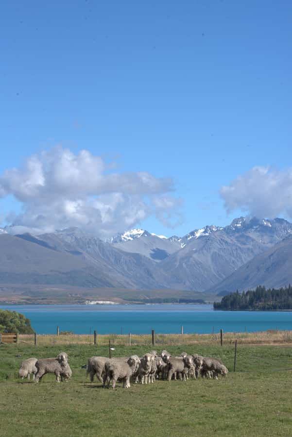 Tekapo: Merino Sheep Shearing and Sheepdog Demonstration - Should you book the Merino shearing and sheepdog demonstration?