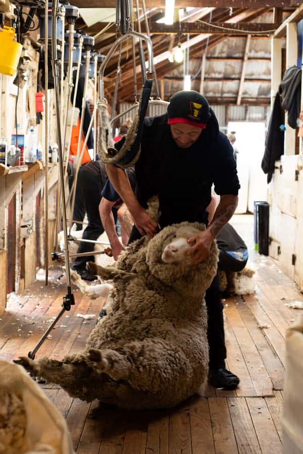 Tekapo: Merino Sheep Shearing and Sheepdog Demonstration - A working farm visit, not a staged wool show