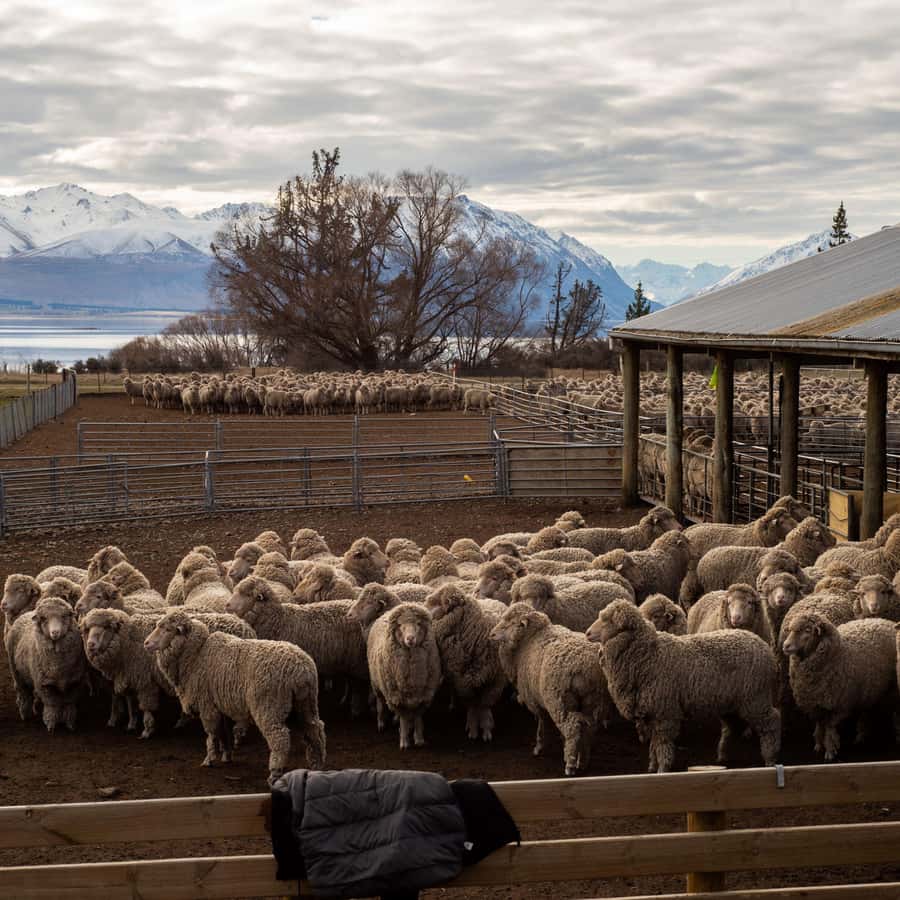 Tekapo: Merino Sheep Shearing and Sheepdog Demonstration - Sheepdogs, whistles, and the work of herding