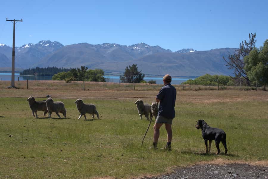 Tekapo: Merino Sheep Shearing and Sheepdog Demonstration - Lake Tekapo views with a farming purpose