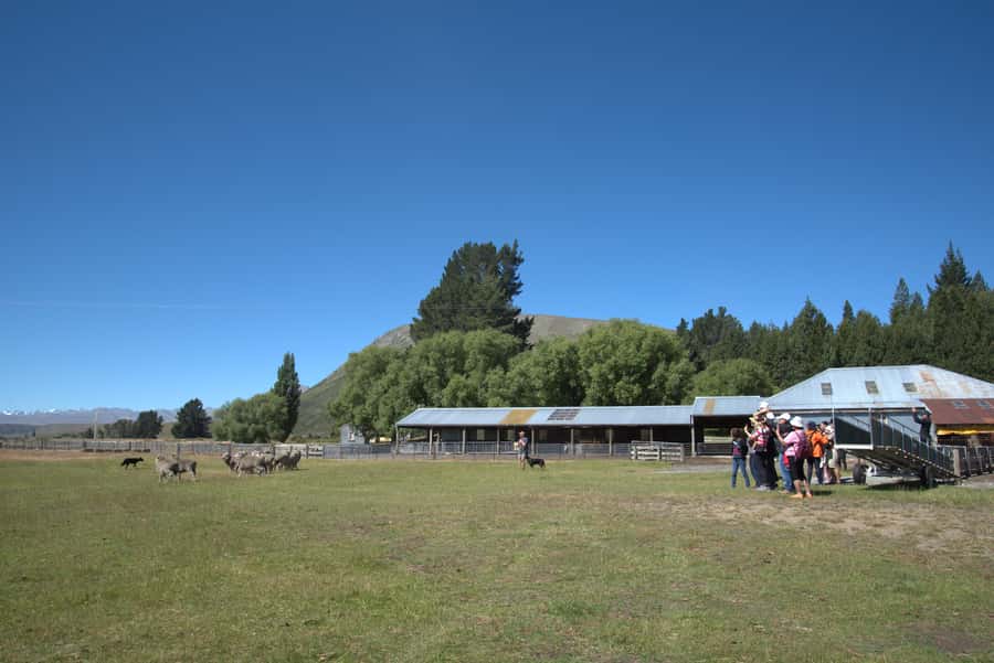 Tekapo: Merino Sheep Shearing and Sheepdog Demonstration - What the one-hour schedule gives you