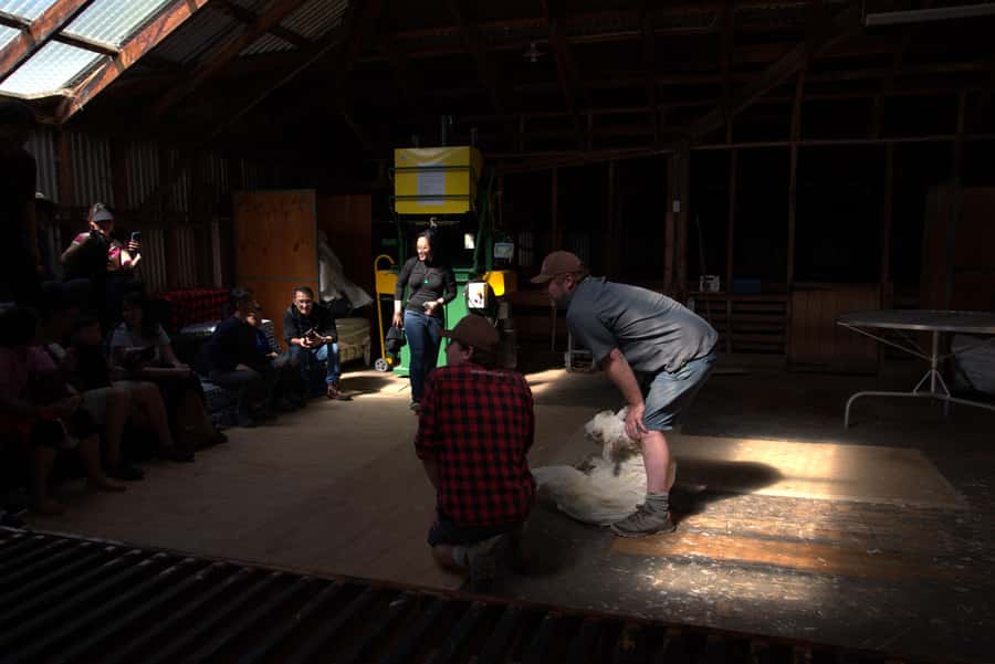 Tekapo: Merino Sheep Shearing and Sheepdog Demonstration - Getting to Mt Hay Station